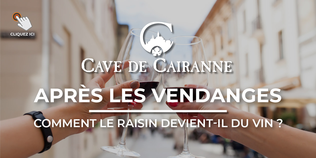 Après les vendanges : comment le raisin devient-il du vin ?